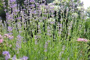 IMG_7148.JPG