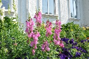 DSC_0099.JPG
