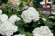 IMG_7871.JPG