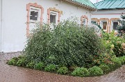 IMG_3218.jpg