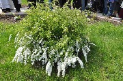 DSC_0493.JPG