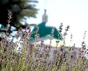 IMG_9127.JPG