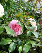 DSC_0187.jpg