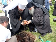 Посадка кедров на территории монастыря